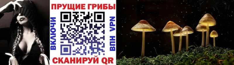Галлюциногенные грибы Cubensis  купить  сайты  Горячеводский 